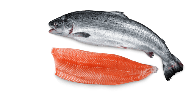 mobile-salmon