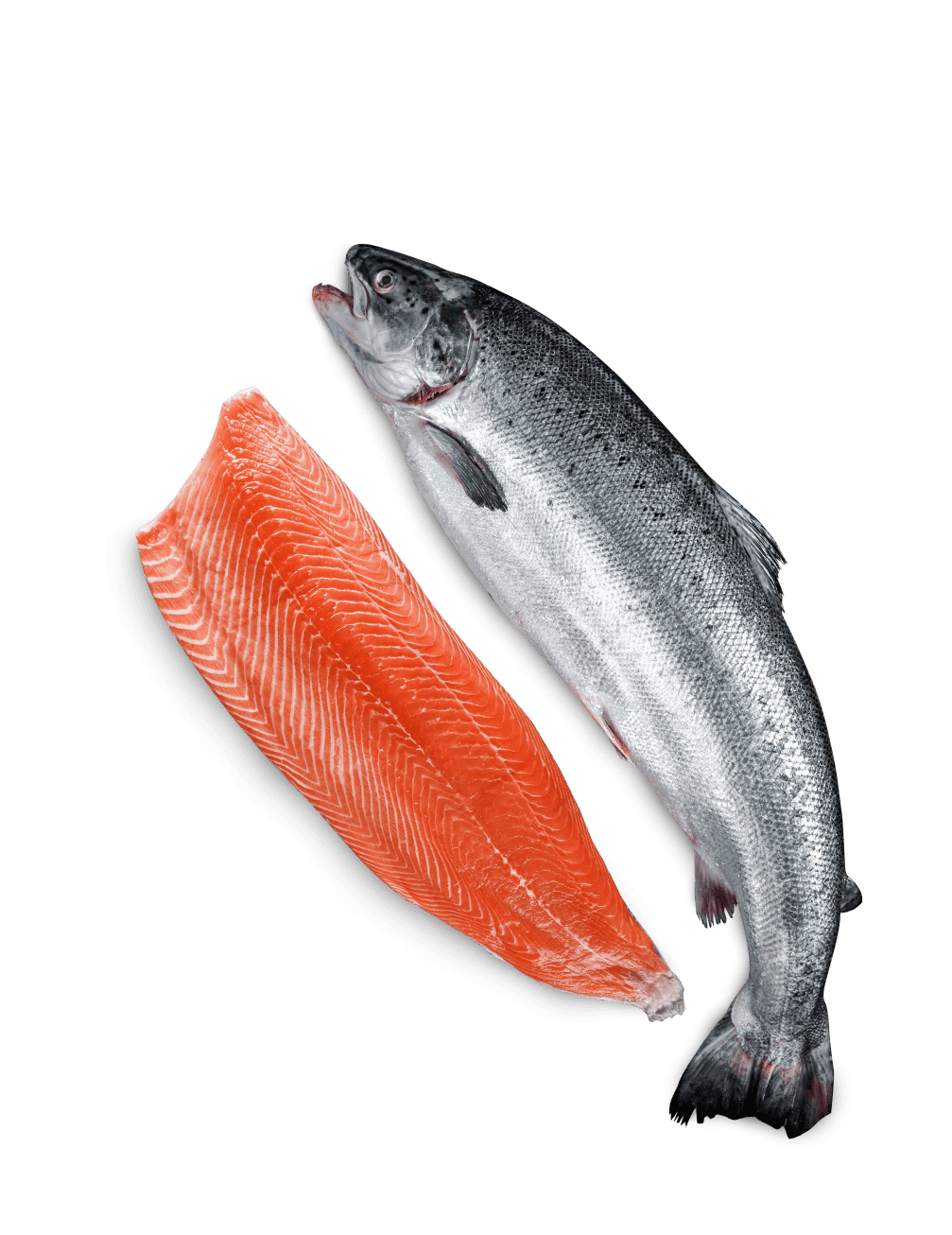 web-salmon